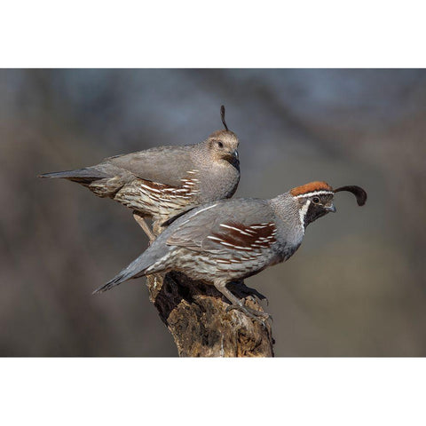 Honey-You Go First Black Modern Wood Framed Art Print by Barsh, Greg