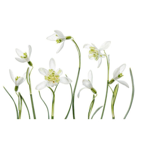 Spring Snowdrops Black Modern Wood Framed Art Print with Double Matting by Disher, Mandy