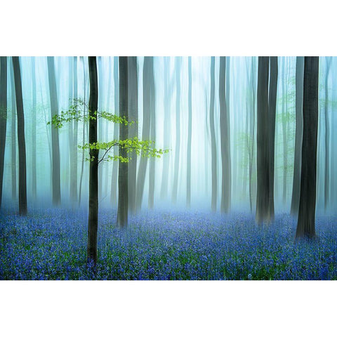 The Blue Forest ........ White Modern Wood Framed Art Print by Haaksma, Piet