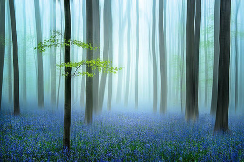 The Blue Forest ........ White Modern Wood Framed Art Print with Double Matting by Haaksma, Piet