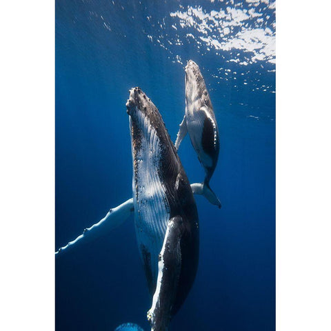 Back To The Surface Black Modern Wood Framed Art Print by Gabriel, Barathieu