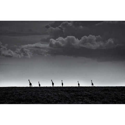 6 Giraffes Black Modern Wood Framed Art Print by Metro, Greg