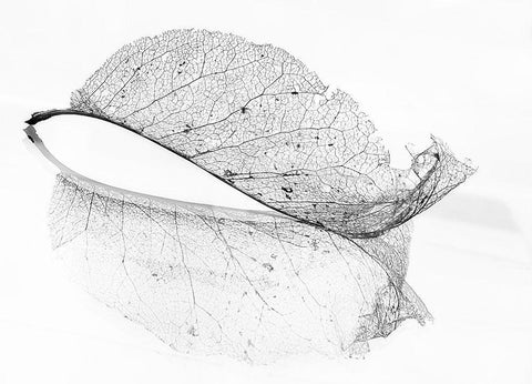 The Old Leaf White Modern Wood Framed Art Print with Double Matting by Holmstrom, Katarina