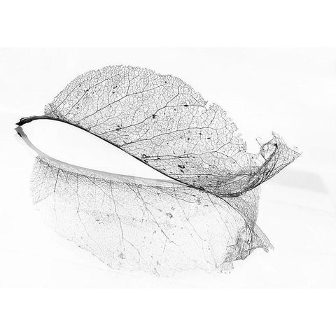 The Old Leaf Black Modern Wood Framed Art Print by Holmstrom, Katarina