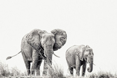 Purring Silence Black Ornate Wood Framed Art Print with Double Matting by Flour, Piet