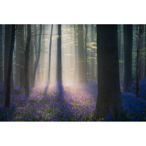 Velvet Light White Modern Wood Framed Art Print by Popan, Adrian