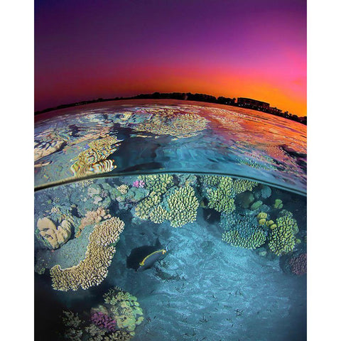 Dusk At The Red Sea Reef Gold Ornate Wood Framed Art Print with Double Matting by Jager, Henry