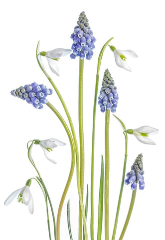 Muscari And Galanthus White Modern Wood Framed Art Print with Double Matting by Disher, Mandy