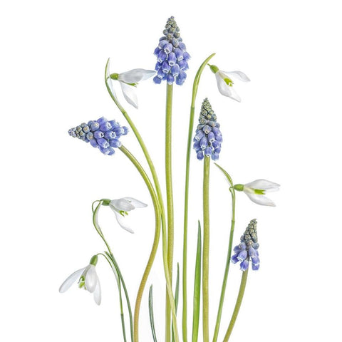 Muscari And Galanthus Black Modern Wood Framed Art Print by Disher, Mandy