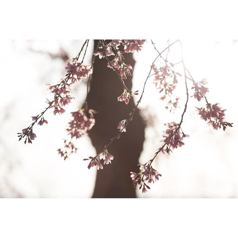 Sakura Black Modern Wood Framed Art Print with Double Matting by Fujii, Tsuneya