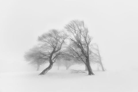 Together Black Ornate Wood Framed Art Print with Double Matting by Fotoea