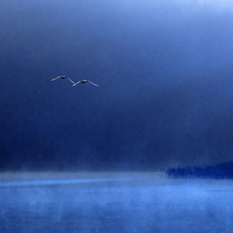 Swans Black Modern Wood Framed Art Print by Michalowski, Marcin