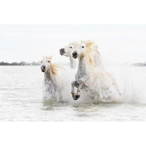 Horses  Hight Key White Modern Wood Framed Art Print by De Simone, Ciro