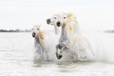 Horses  Hight Key White Modern Wood Framed Art Print with Double Matting by De Simone, Ciro