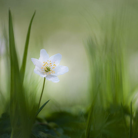 Alone......... Black Ornate Wood Framed Art Print with Double Matting by Haaksma, Piet