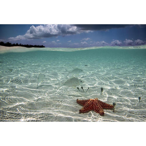 Underwater Black Modern Wood Framed Art Print by Pardini, Elena