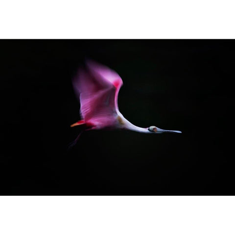 Rose In The Air Black Modern Wood Framed Art Print by Chang, Phillip