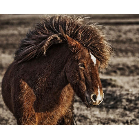 Windblown Black Modern Wood Framed Art Print by Ingibergsson, Bragi