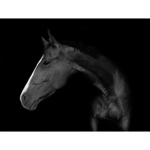 My Horse Black Modern Wood Framed Art Print by De Kogel, Wieteke