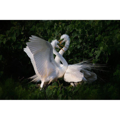 Love Is In The Air! Black Modern Wood Framed Art Print with Double Matting by Chang, Phillip