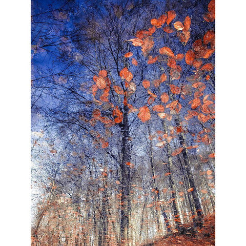 Autumn Leaves Ii Gold Ornate Wood Framed Art Print with Double Matting by Vinogradof, Florentin