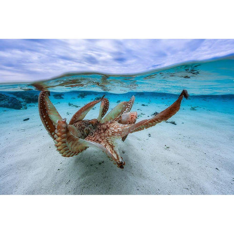 Octopus Gold Ornate Wood Framed Art Print with Double Matting by Gabriel, Barathieu