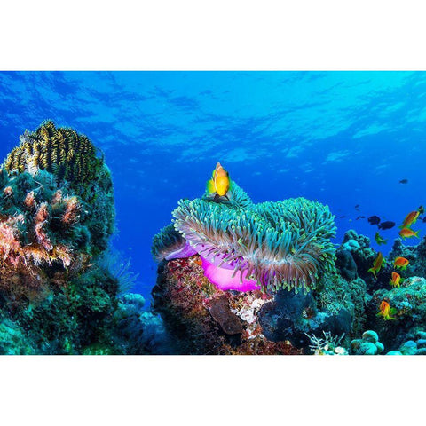 Sea Life Gold Ornate Wood Framed Art Print with Double Matting by Marchegiani, Roberto