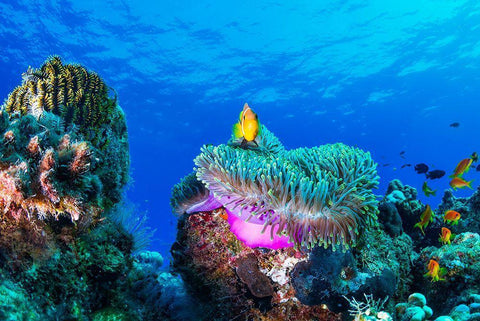 Sea Life Black Ornate Wood Framed Art Print with Double Matting by Marchegiani, Roberto