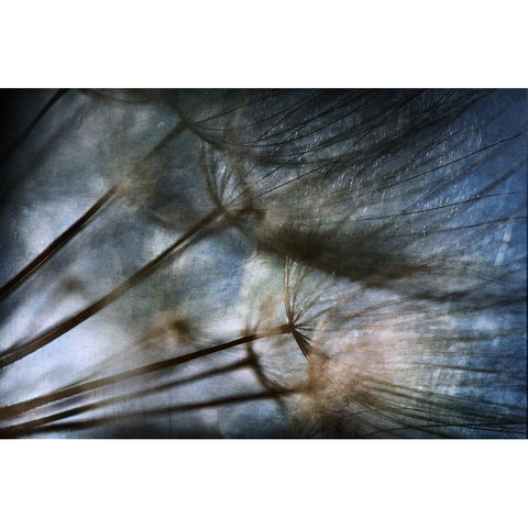 Untitled Black Modern Wood Framed Art Print by Grambone, Antonio