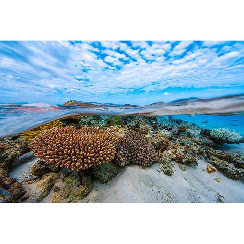 Into The Lagoon! Black Modern Wood Framed Art Print by Gabriel, Barathieu