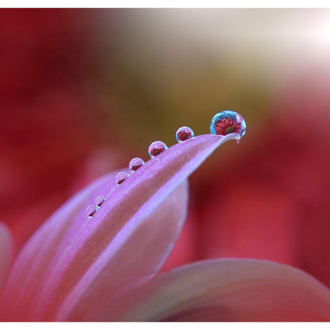 Behind Closed Eyes... Black Modern Wood Framed Art Print with Double Matting by Nan, Juliana