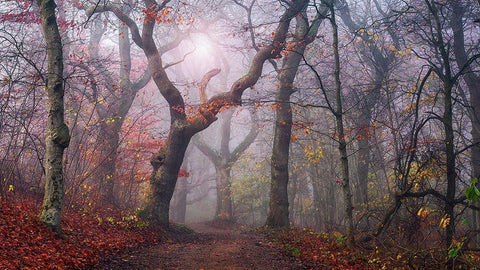 Walking The Old Path. White Modern Wood Framed Art Print with Double Matting by Londal, Leif