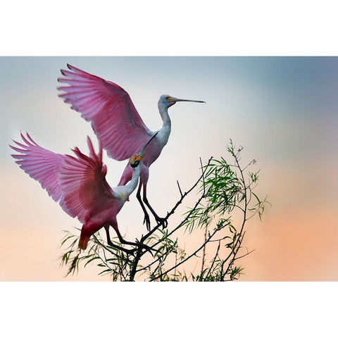 Two Roseate Spoonbills Gold Ornate Wood Framed Art Print with Double Matting by Chang, Phillip