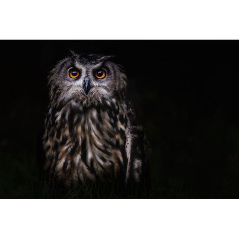 Prince Of The Night White Modern Wood Framed Art Print by Benezech, Martine