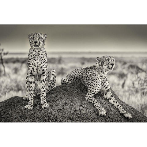 Two Cheetahs Watching Out White Modern Wood Framed Art Print by Scheid, Henrike