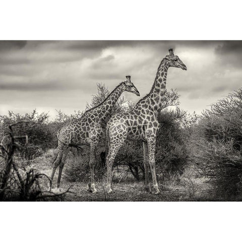 Two Giraffes Black Modern Wood Framed Art Print with Double Matting by Scheid, Henrike