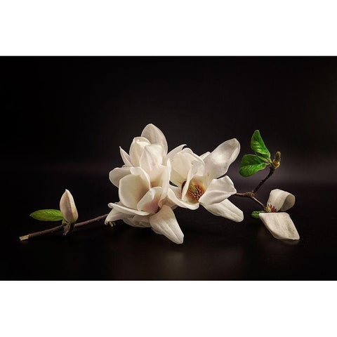 Magnolia White Modern Wood Framed Art Print by Tony08