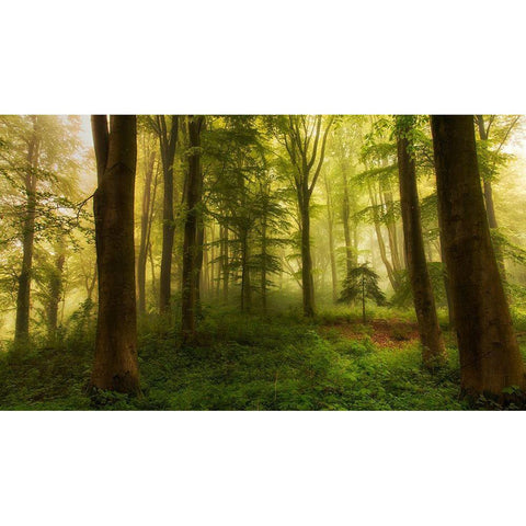 The Little Tree White Modern Wood Framed Art Print by Londal, Leif