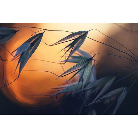 Sunset Black Modern Wood Framed Art Print by Lazarov, Dimitar