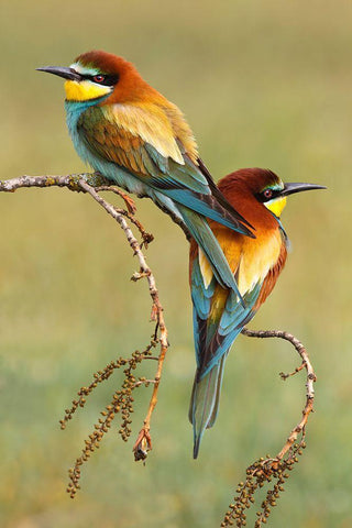 Bee-Eaters In Love Black Ornate Wood Framed Art Print with Double Matting by Suarez, Mario