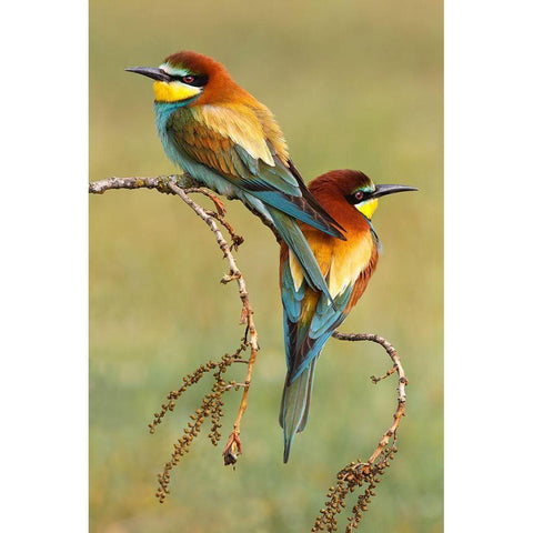 Bee-Eaters In Love Black Modern Wood Framed Art Print by Suarez, Mario