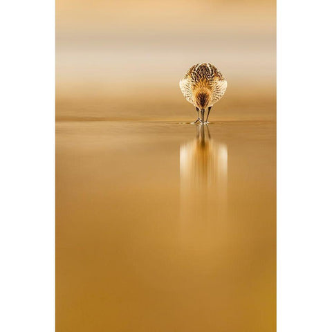 Dunlin Reflection Black Modern Wood Framed Art Print with Double Matting by Suarez, Mario