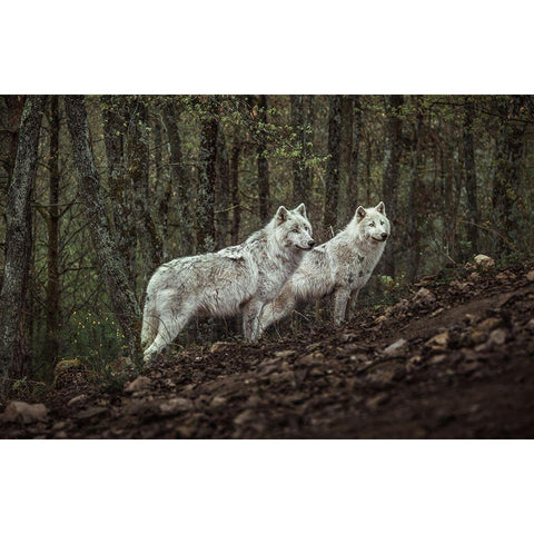Meeting With White Wolves Gold Ornate Wood Framed Art Print with Double Matting by Siri, Ronan