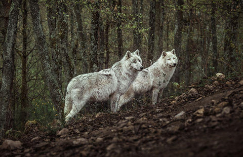 Meeting With White Wolves White Modern Wood Framed Art Print with Double Matting by Siri, Ronan