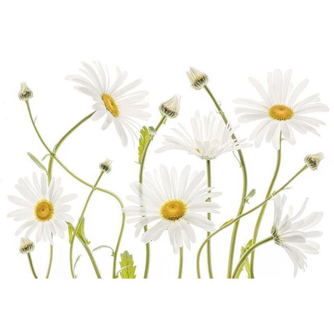 Ox Eye Daisies Gold Ornate Wood Framed Art Print with Double Matting by Disher, Mandy