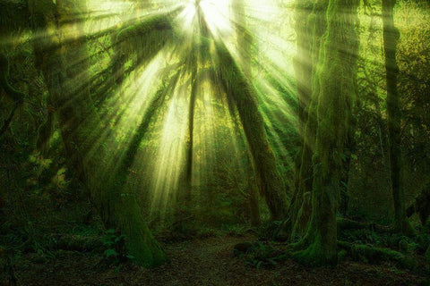 The Miracle Black Ornate Wood Framed Art Print with Double Matting by Zakravsky, Jaroslav