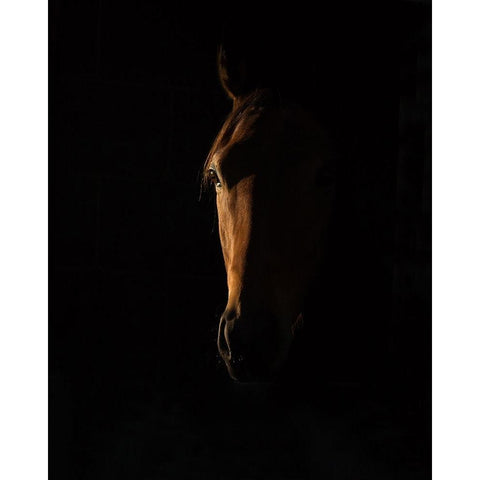 The Beauty of The Thoroughbred White Modern Wood Framed Art Print by Lee Chapman, Sharon