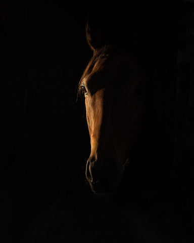 The Beauty of The Thoroughbred Black Ornate Wood Framed Art Print with Double Matting by Lee Chapman, Sharon