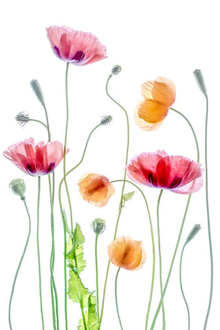 Poppies Black Modern Wood Framed Art Print by Disher, Mandy