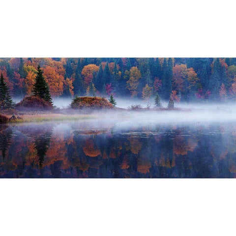 Laurentian Forest Black Modern Wood Framed Art Print with Double Matting by Costina, Mircea